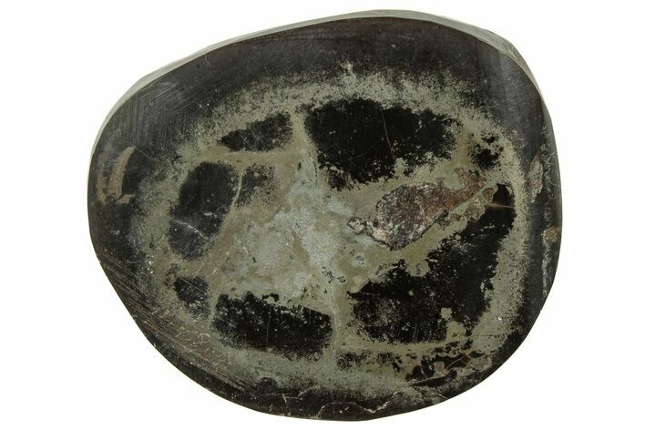 Polished Fish Coprolite (Fossil Poo) Nodule Half - Scotland #314920